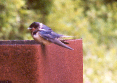 Barn Swallow