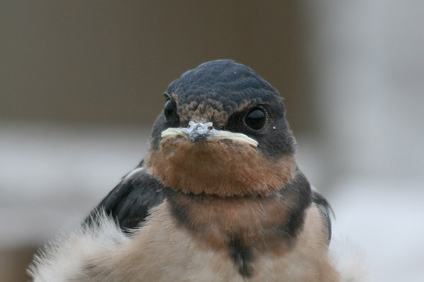 Barn Swallow