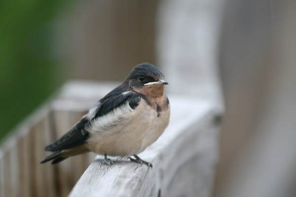 Barn Swallow