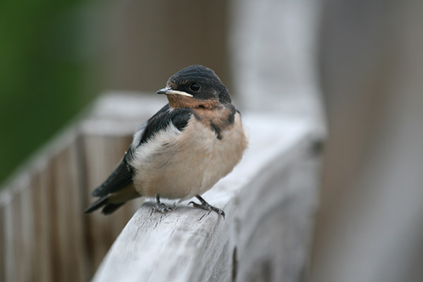 Barn Swallow