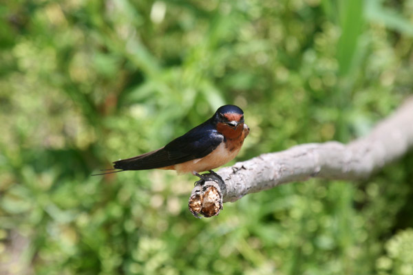 Barn Swallow