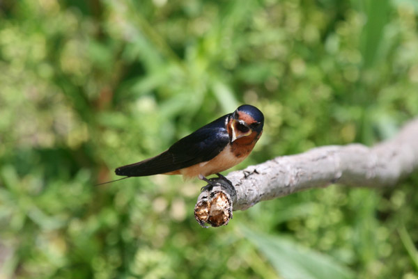 Barn Swallow