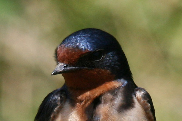 Barn Swallow