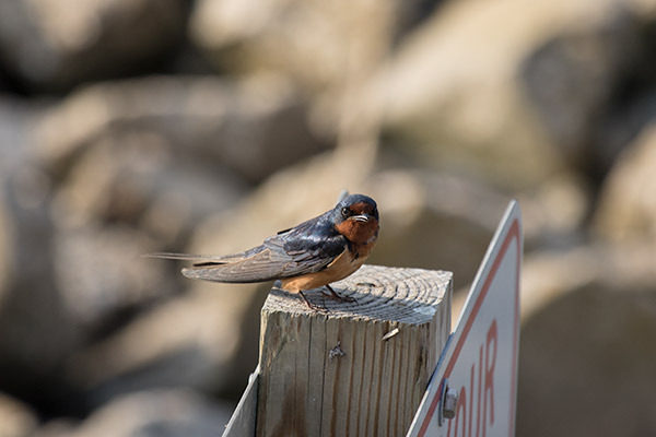 Barn Swallow