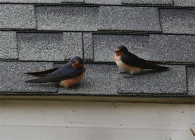 Barn Swallows