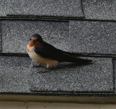 Barn Swallows