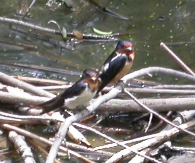 Barn Swallows