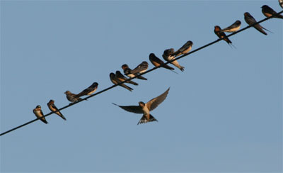 Barn Swallows