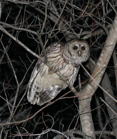 Barred Owl