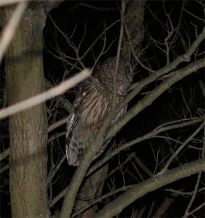 Barred Owl