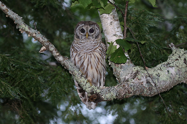 Barred Owl