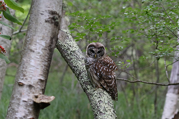 Barred Owl