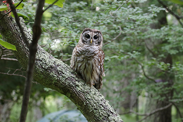 Barred Owl