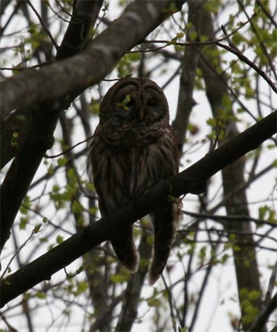 Barred Owl