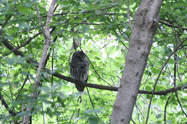 Barred Owl