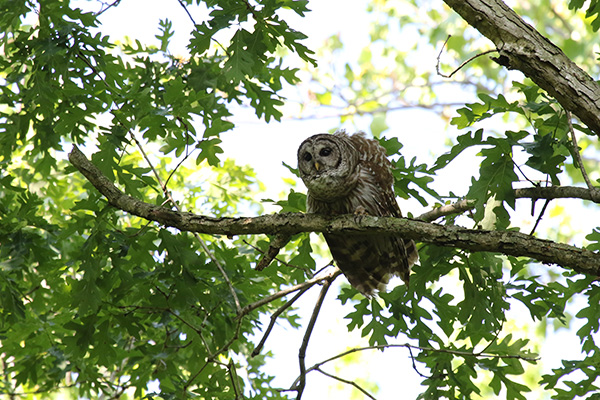 Barred Owl