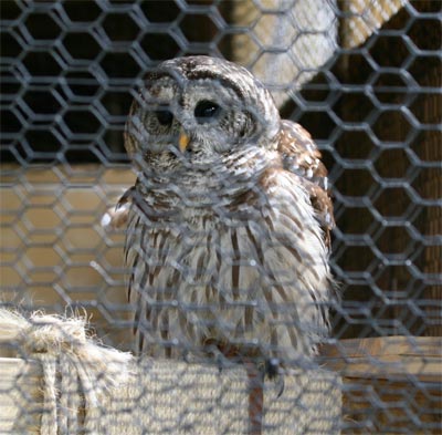 Barred Owl