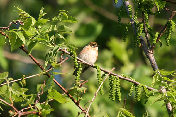 Bay-breasted Warbler