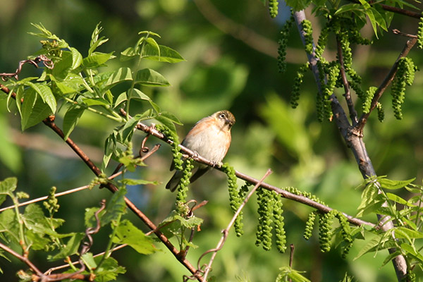 Bay-breasted Warbler