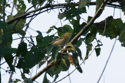 Bay-breasted Warbler