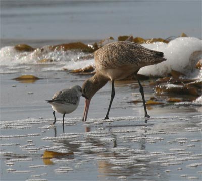 Black Bellied Plover and Marbled Godwit