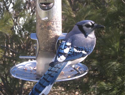 Blue Jay