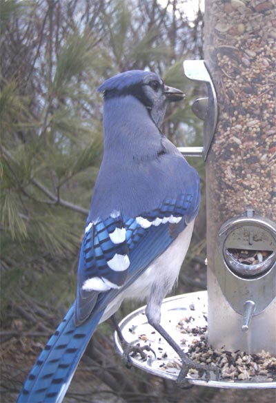 Blue Jay