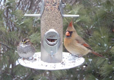 White-throated Sparrow and Cardinal