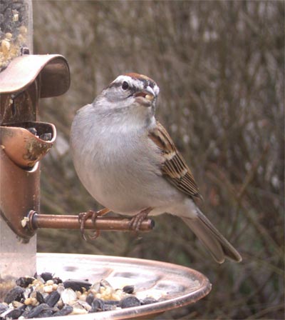 Chipping Sparrow