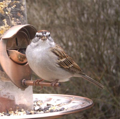 Chipping Sparrow