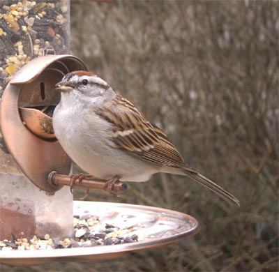 Chipping Sparrow