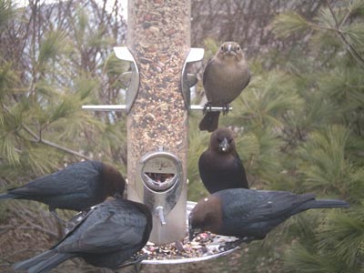 Brown-headed Cowbirds