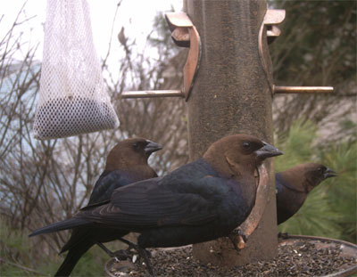 Brown-headed Cowbirds