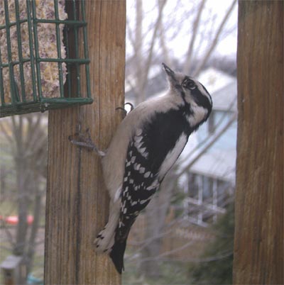 Downy Woodpecker