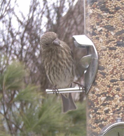 Female House Finch