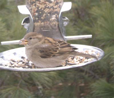 House Sparrow