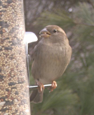 House Sparrow