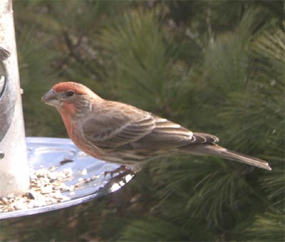 House Finch