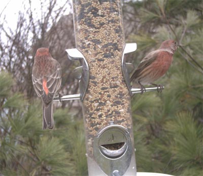 House Finch