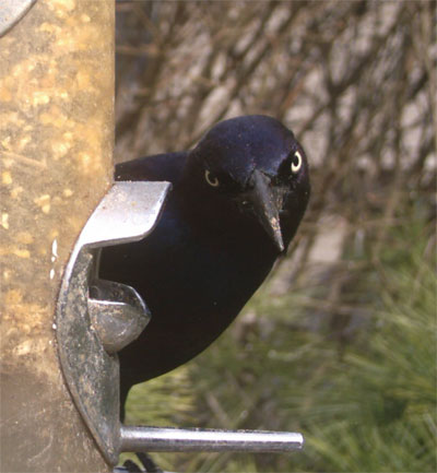 Grackle