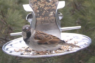 House Sparrow