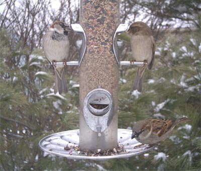 House Sparrow