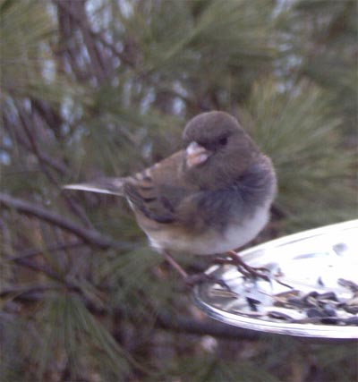 Junco