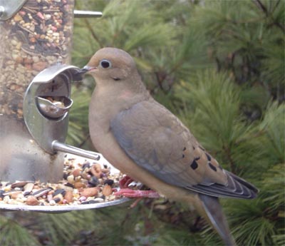 Mourning Dove