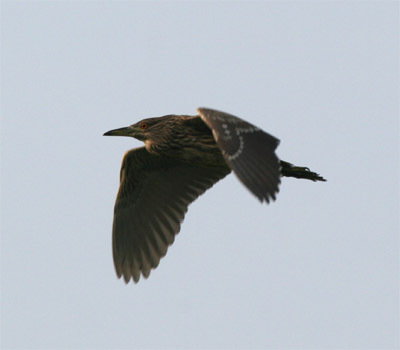 Black Crowned Night Heron