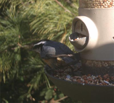 Red Breasted Nuthatch