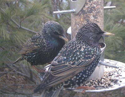 Starling