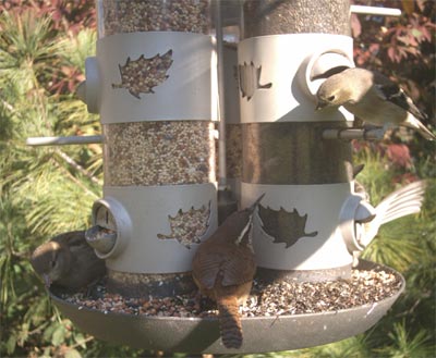 Goldfinch, Carolina wren, and House Sparrow
