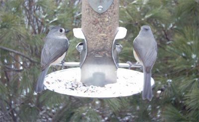 Tufted Titmouse