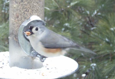 Tufted Titmouse